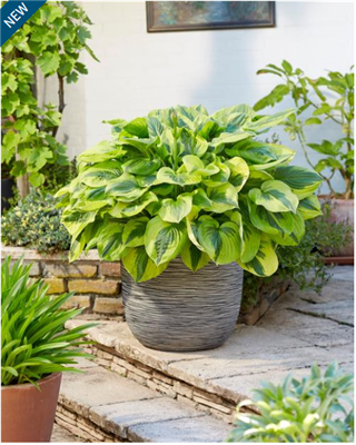 Hosta Summer Lovin