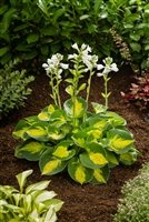 Hosta 'Sunset Grooves'