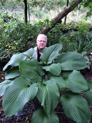 Hosta 'T-Rex'