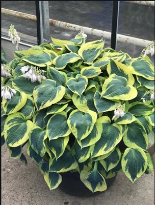 Hosta 'Tootie Mae' Plantain Lily