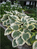 Hosta Victory