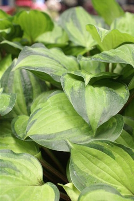 Hosta Volcano Island