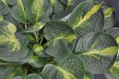 Hosta 'Warwick Comet'