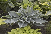 Hosta 'Waterslide' Shadowland hybrid