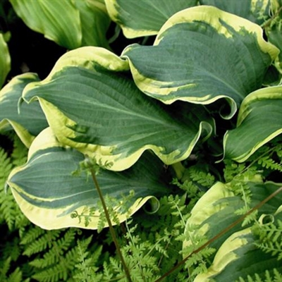 Hosta 'Wheee' Shadowland&#0153 hybrid