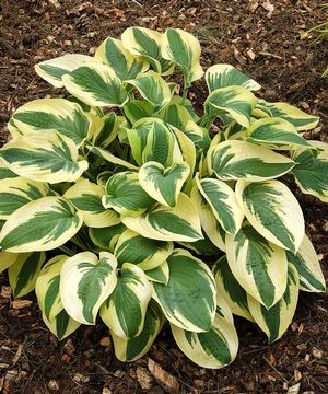 Hosta Wide Brim