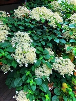 Hydrangea anomala ssp petiolaris