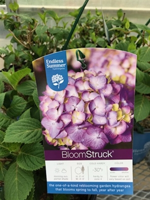 Hydrangea BloomStruck