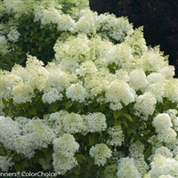 BoboÂ® Hardy Hydrangea paniculata