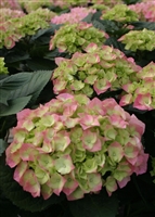 Hydrangea Bigleaf macrophylla Cityline&reg; Berlin