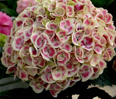 Hydrangea Bigleaf macrophylla Cityline&reg; Mars