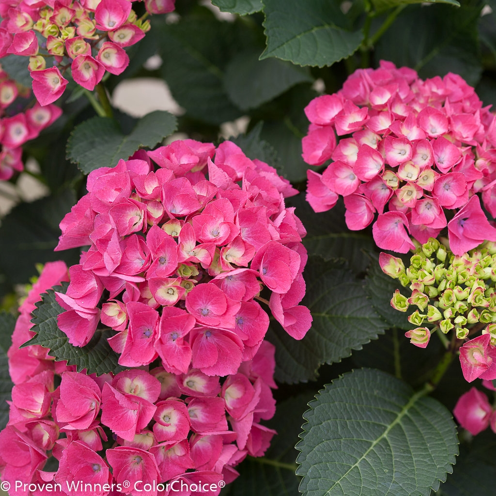 Hydrangea Bigleaf macrophylla Cityline Paris