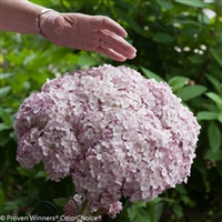 IncrediballÂ® Smooth Hydrangea Hydrangea arborescens Blush