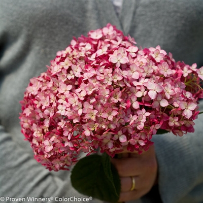 InvincibelleÂ® Smooth Hydrangea Hydrangea arborescens Ruby