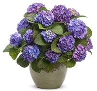 Hydrangea macrophylla Let's Dance Blue Jangles