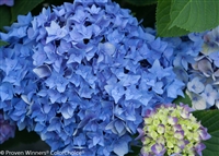 Reblooming Hydrangea macrophylla Let's Dance&reg; Rythmic Blue &#0153