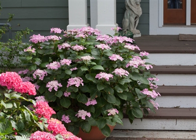 Hydrangea macrophylla Let's Dance Starlight