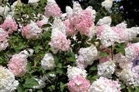Hydrangea paniculata 'Phantom'