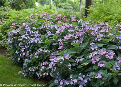 Tuff Stuffâ„¢ Reblooming Mountain Hydrangea serrata