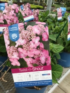 Hydrangea Twist-n-Shout