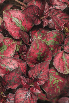 Polka Dot Plant Hippo Red Hypoestes