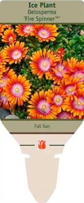 Ice Plant Delosperma 'Fire Spinner'