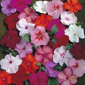 Impatiens