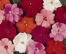 Impatiens New Guinea