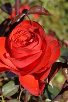 Intrigue Floribunda Rose