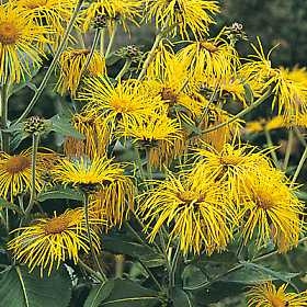 Inula Orientalis