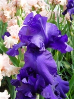 Iris Breakers Bearded Iris