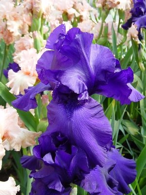 Iris Breakers Bearded Iris