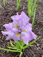 Iris ensata 'Dinner Plate Tub Tim Grob'