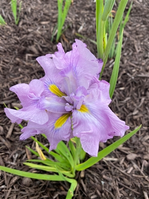 Iris ensata 'Dinner Plate Tub Tim Grob'