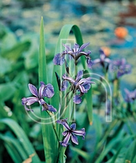 Iris versicolor Blue Flag