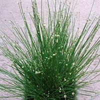 Isolepis cernua Fiber Optic Grass