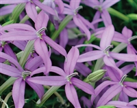 Beth's Blue&reg; Star Flower Isotoma