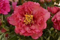 Itoh Peony 'Julia Rose'