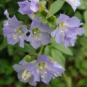 Jacob's Ladder Polemonium Blue Pearl