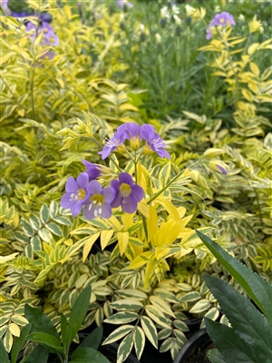 Jacob's Ladder Golden Feathers