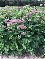 Joe-Pye Weed Eupatorium dubium 'Little Joe'