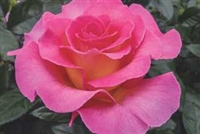 Julie Andrewsâ„¢ Hybrid Tea Rose