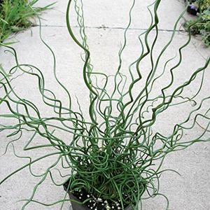 Juncus effusus Spiralis Corkscrew Rush Twister