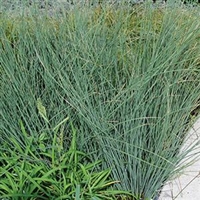 Juncus inflexus Blue Rush Blue Arrows