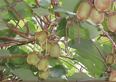 Kiwi Vine (female) Actinidia Kolomikta Arctic Beauty