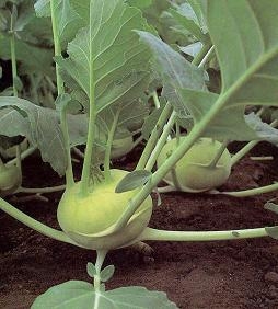 Kohlrabi