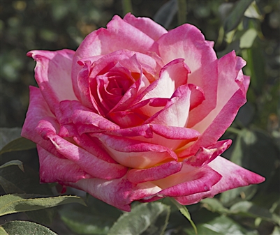 Kordes Perfecta Hybrid Tea Rose