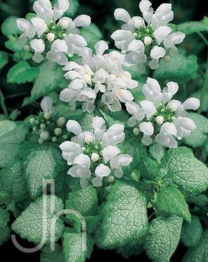 Lamium maculatum Lamium White Nancy