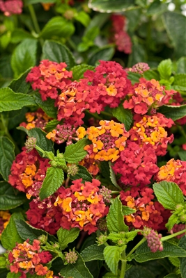 Lantana Luscious Citrus Blend