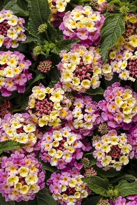 Lantana Luscious Pinkberry Blend